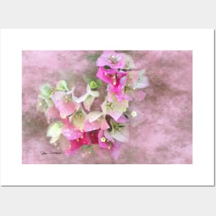 Pink Bougainvillea Flowers Digital Art Posters and Art